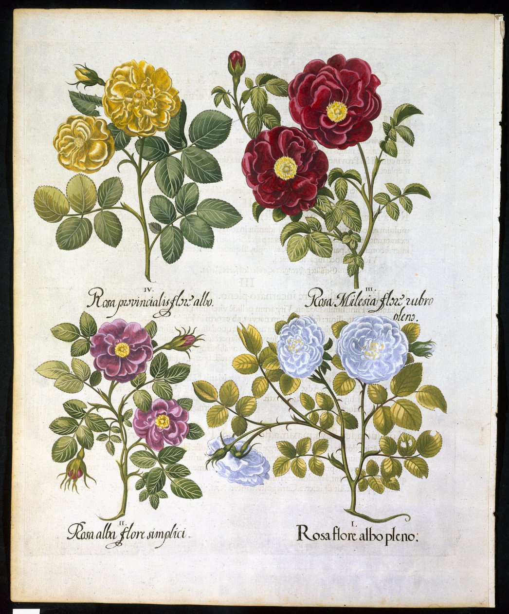 Güller, Basil Besler (1561-1629) tarafından Hortus Eystettemsis