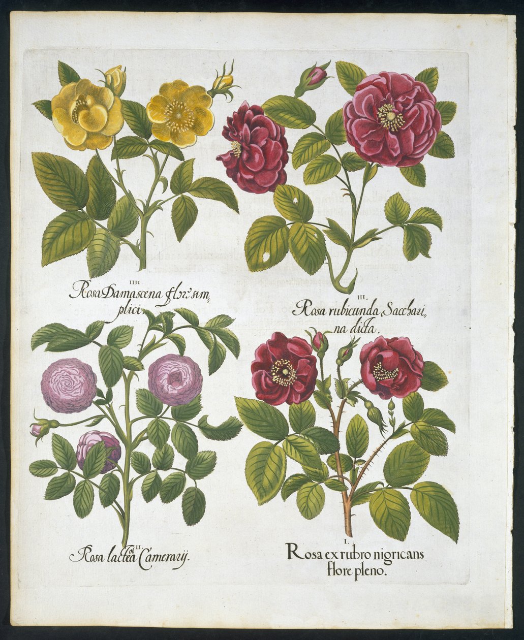 Güller, Basil Besler (1561-1629) tarafından Hortus Eystettensis