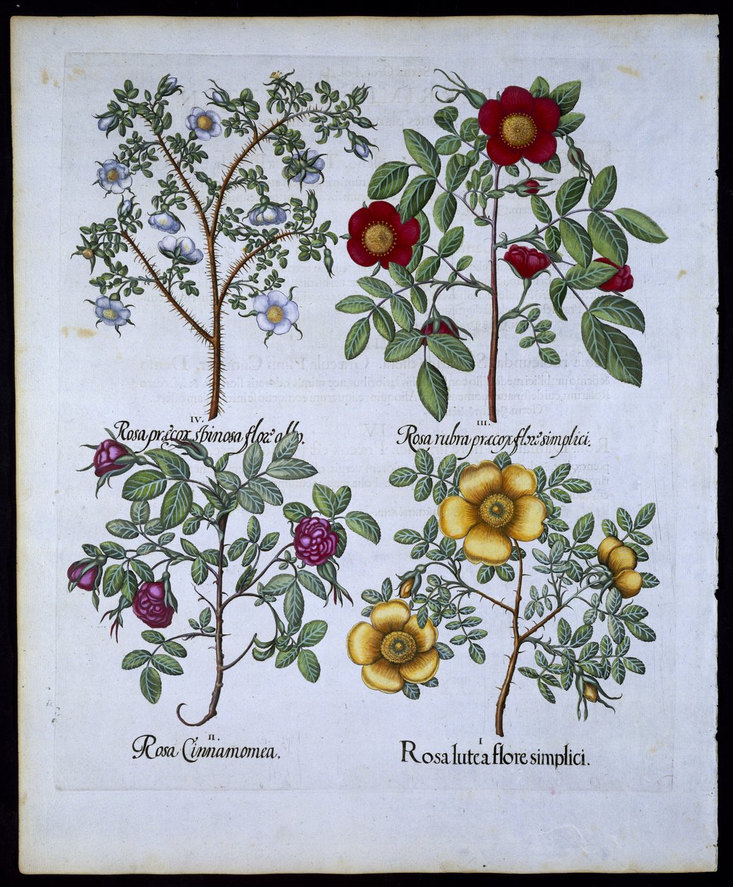 Güller, Hortus Eystettensisby Basil Besler (1561-1629) pub