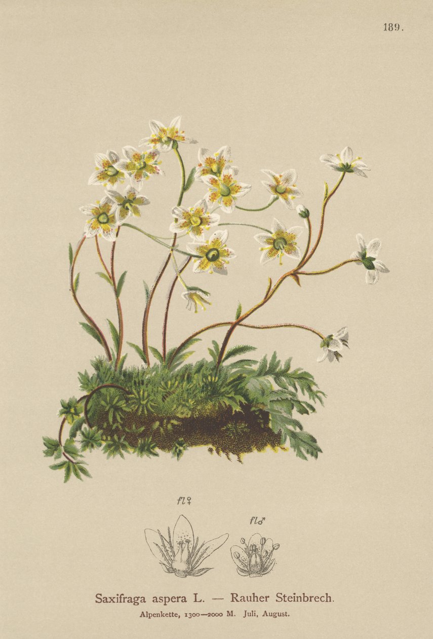 Kaba Saxifrage (Saxifraga aspera) by German School