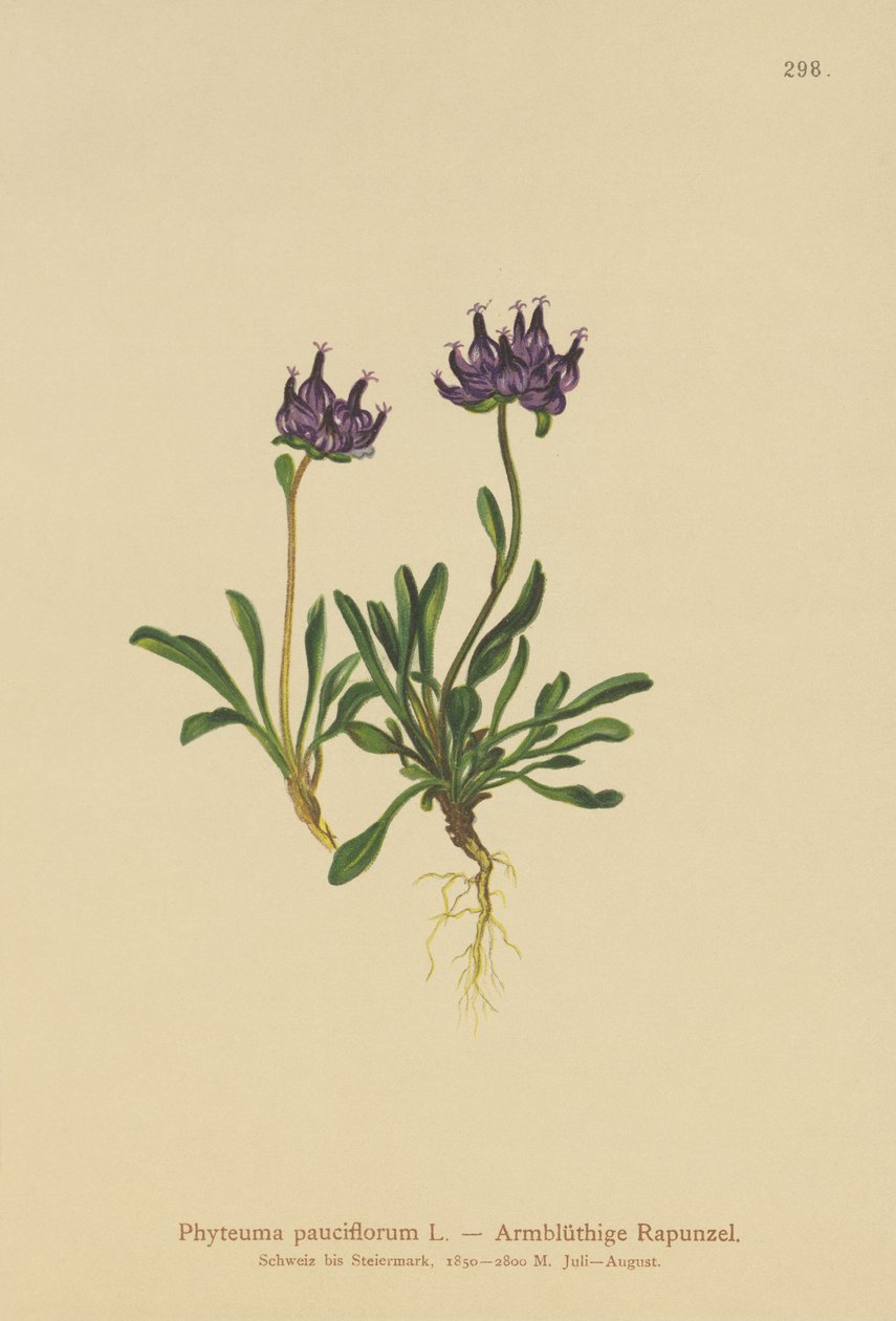 Yuvarlak başlı Rampa (Phyteuma pauciflorum, Rapunculus pauciflorus, Phyteuma globulariifolium) by German School