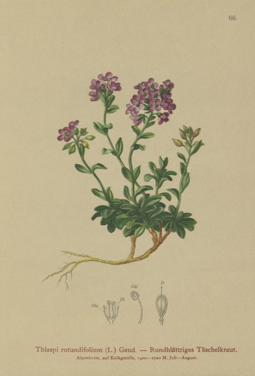 Yuvarlak yapraklı Pennycress (Thlaspi rotundifolium, Noccaea rotundifolia, Thlaspi cepaeifolium subsp. rotundifolium) by German School
