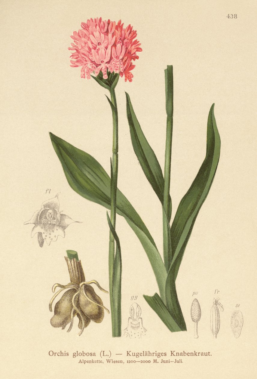 Yuvarlak Başlı Orkide (Orchis globosa, Traunsteinera globosa) by German School