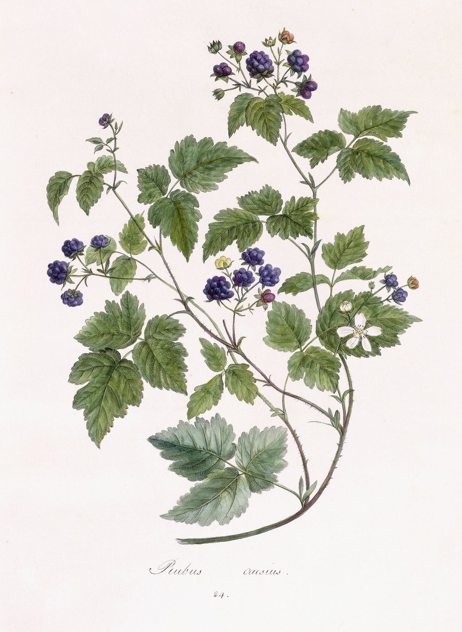Rubus caesius by German School