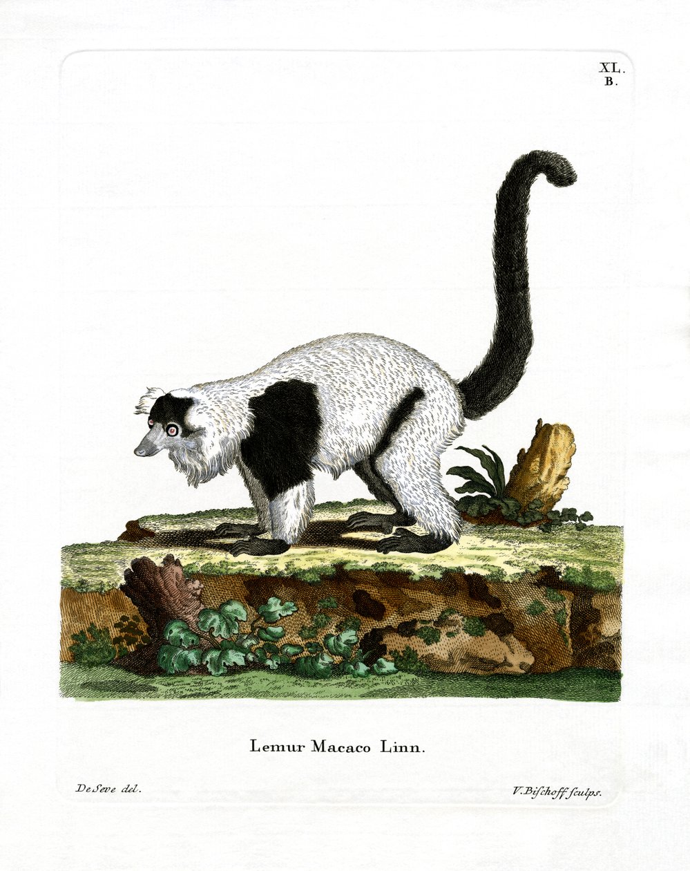 Ruffed Lemur (renkli gravür) by German School