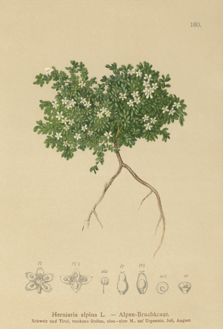 Rupturewort (Herniaria alpina, Herniaria ciliolata) by German School