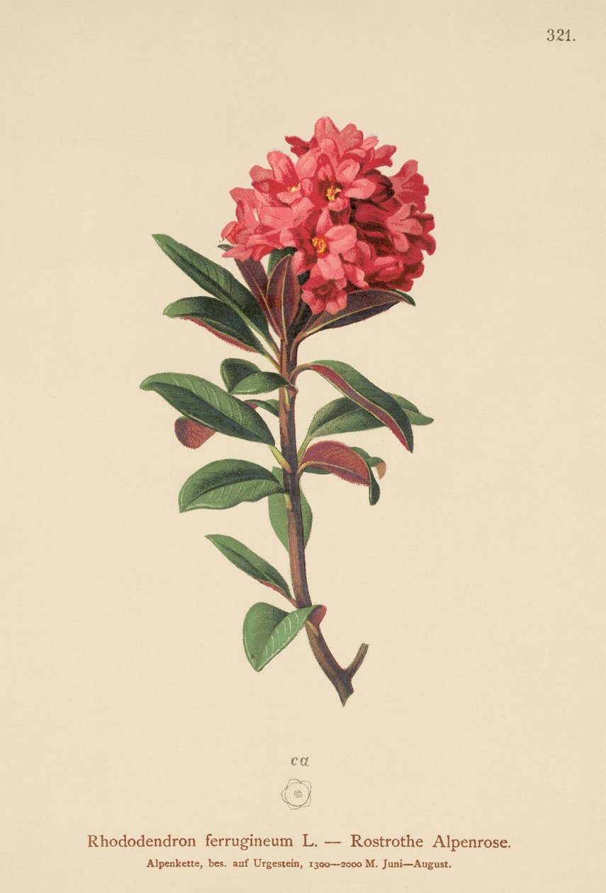 Paslı Yapraklı Alpenrose (Rhododendron ferrugineum) by German School