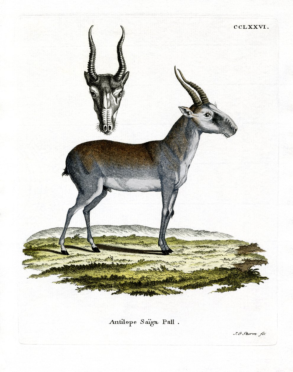 Saiga (renkli gravür) by German School