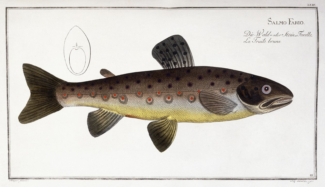 Salmo Fario by German School