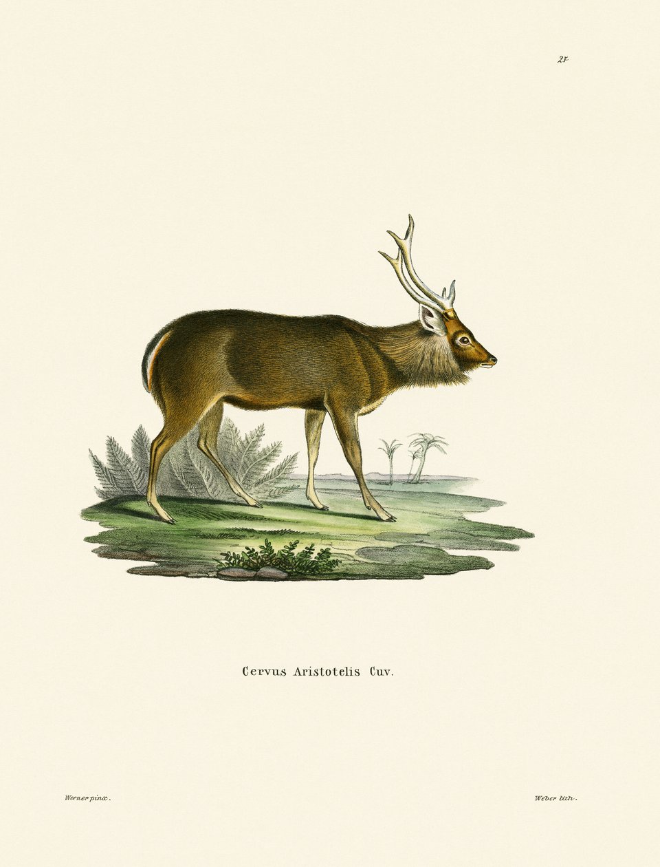 Sambar (renkli gravür) by German School