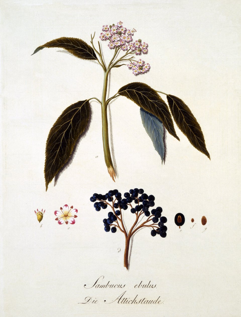 Johann Daniel von Reitter