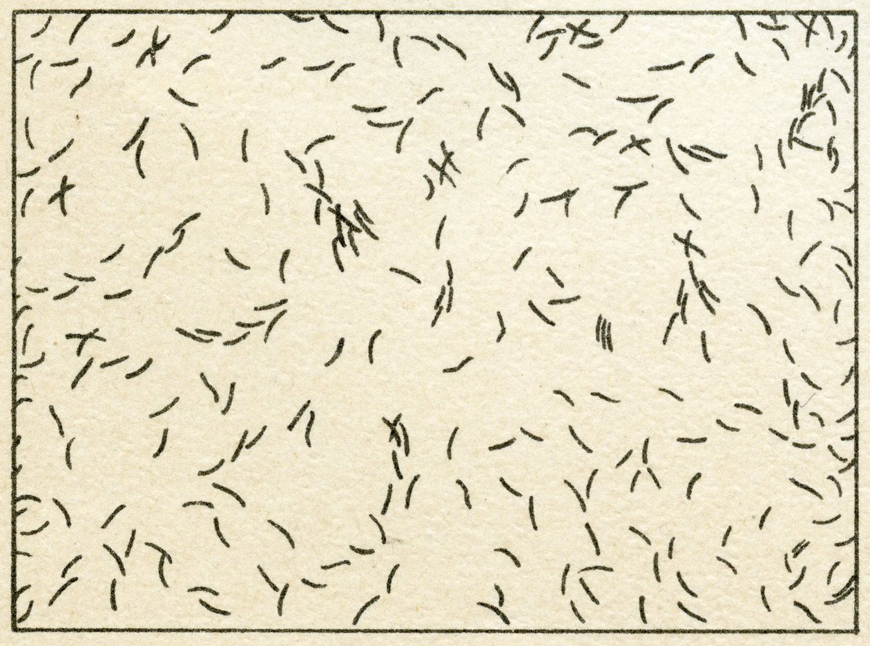 Musluk suyundaki bakteri örneği c.1890 (renkli kromolitograf) by German School
