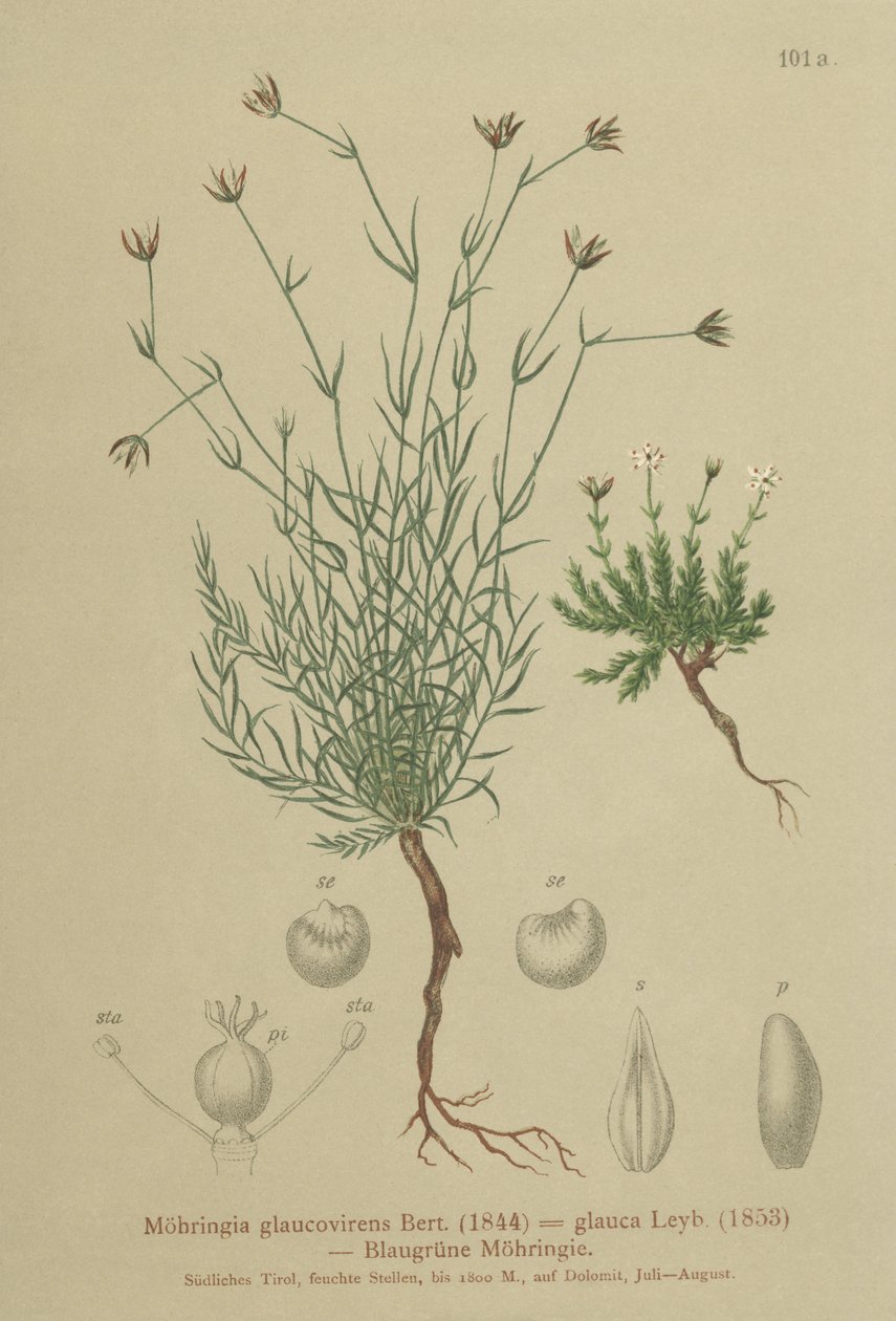 Kum otu (Moehringia glaucovirens, Möhringia glaucovirens, Möhringia glauca, Moehringia glauca, Arenaria glaucovirens) by German School
