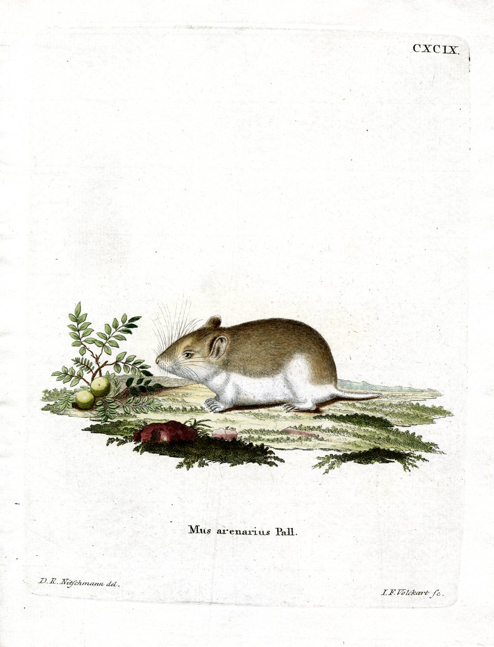 Sandy Mole Rat (renkli gravür) by German School