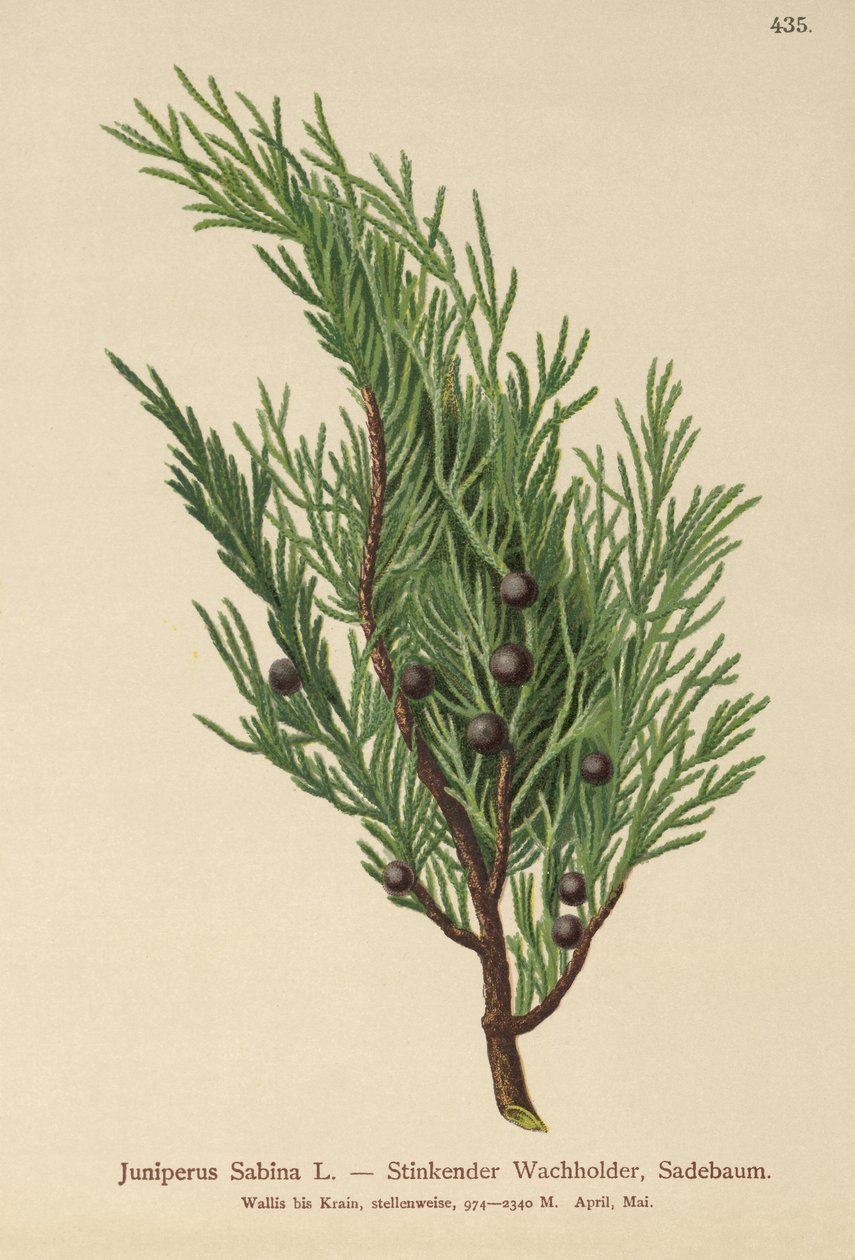 Savin Ardıç (Ardıç Sabina) by German School