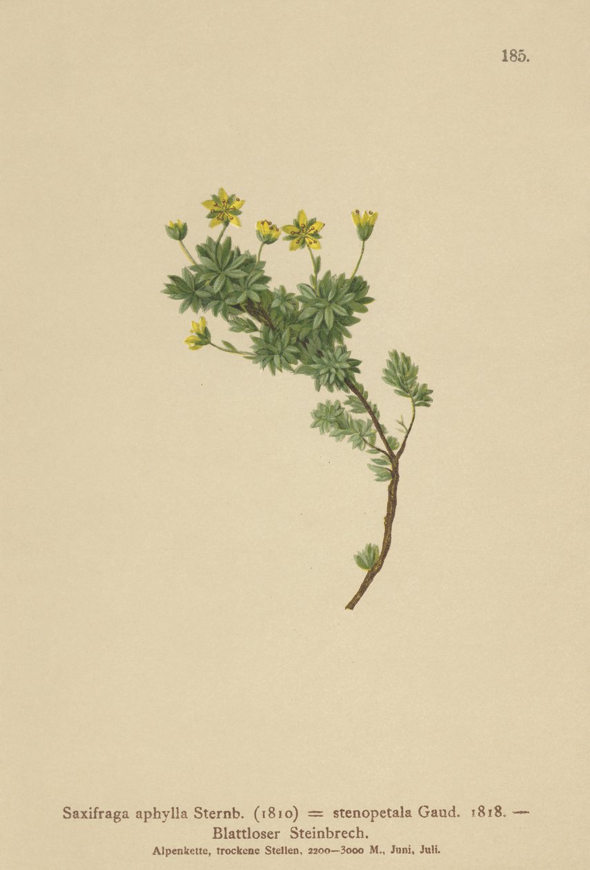 Saxifraga (Saxifraga aphylla, Saxifraga stenopetala) by German School