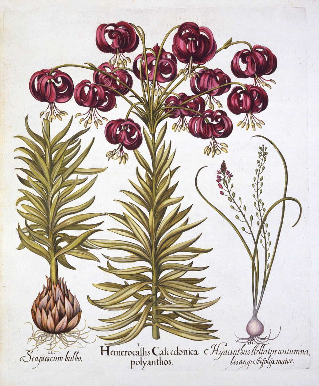 Hortus Eystettensis