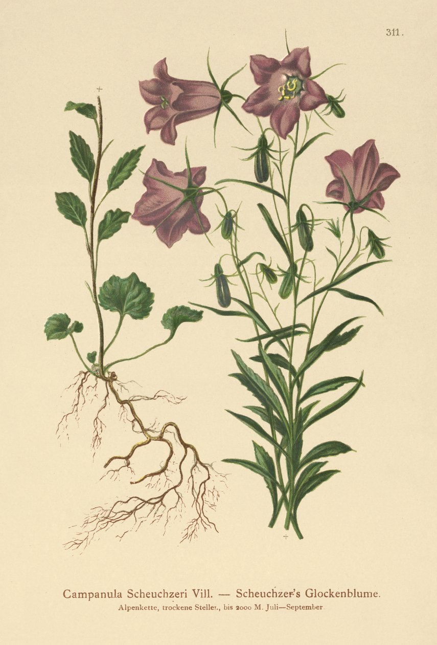 Scheuchzers Çan çiçeği (Campanula Scheuzeri) by German School