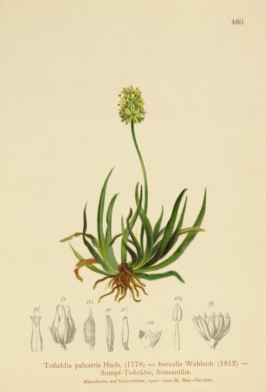 İskoç Asphodel (Tofieldia calyculata, Tofieldia palustris, Tofieldia borealis, Tofieldia pusilla) by German School
