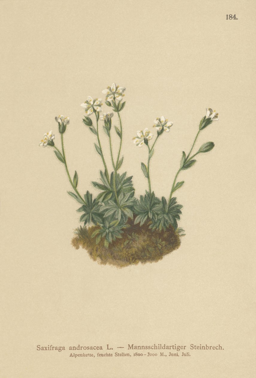 Scree Saxifrage (Saxifraga androsacea) by German School