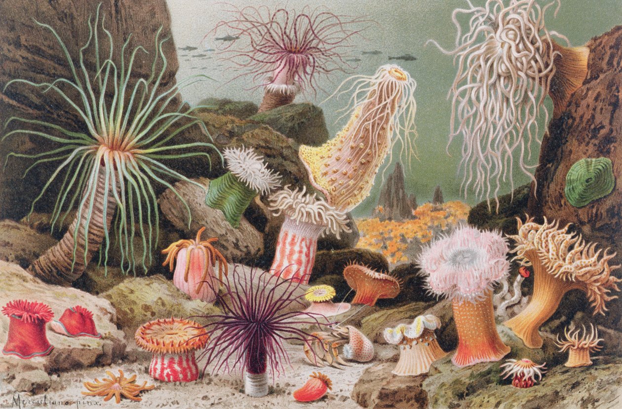 Deniz Anemonu, Brehms Tierleben