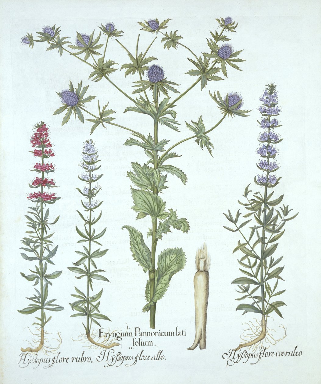Hortus Eystettensis