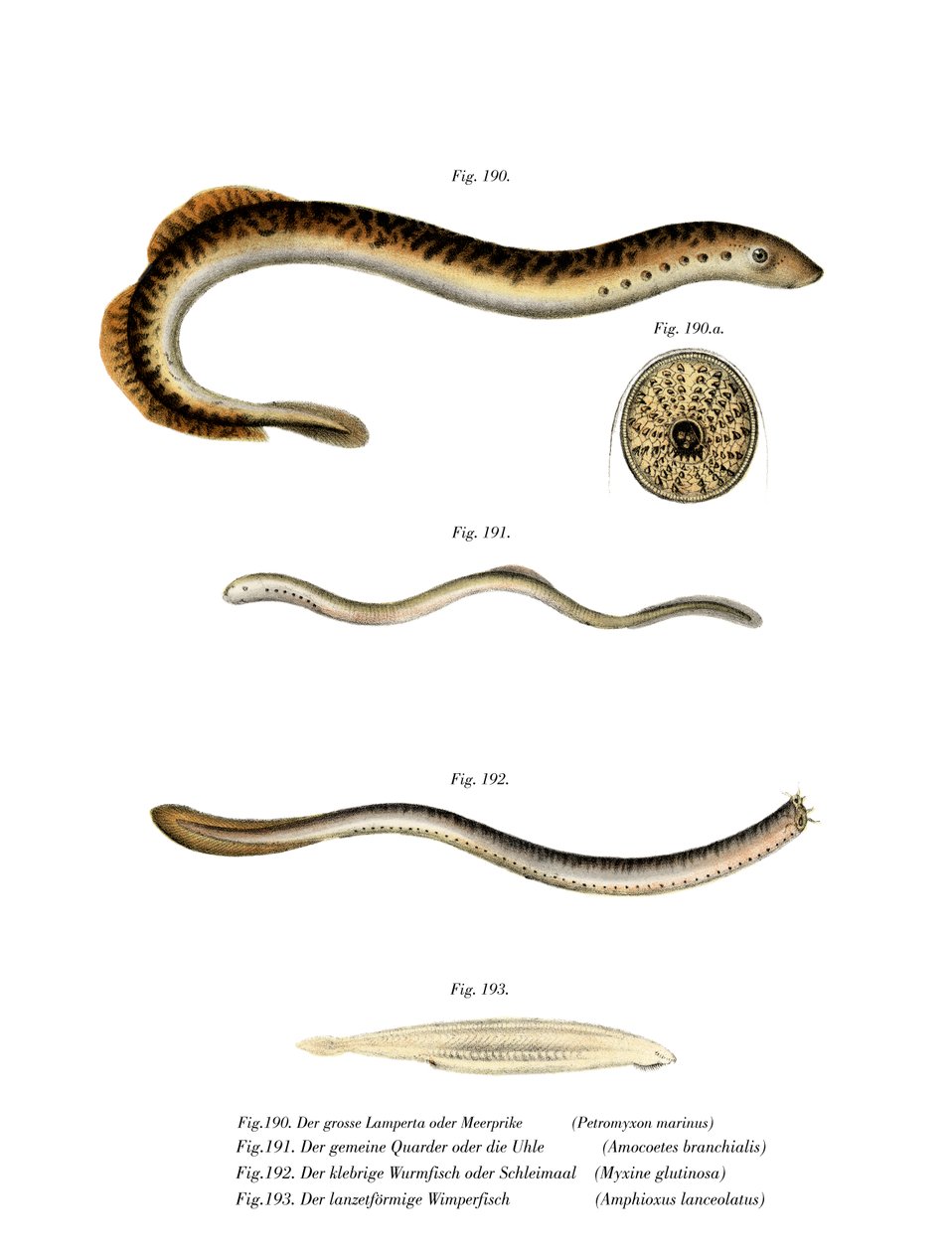 Deniz Lamprey (renkli taş) by German School
