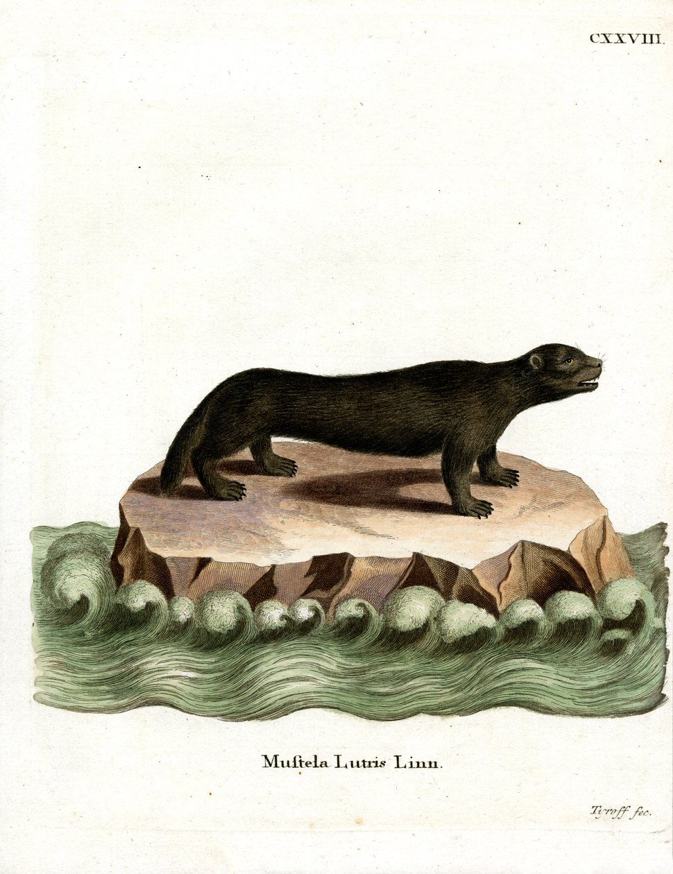 Deniz Otter (renkli gravür) by German School