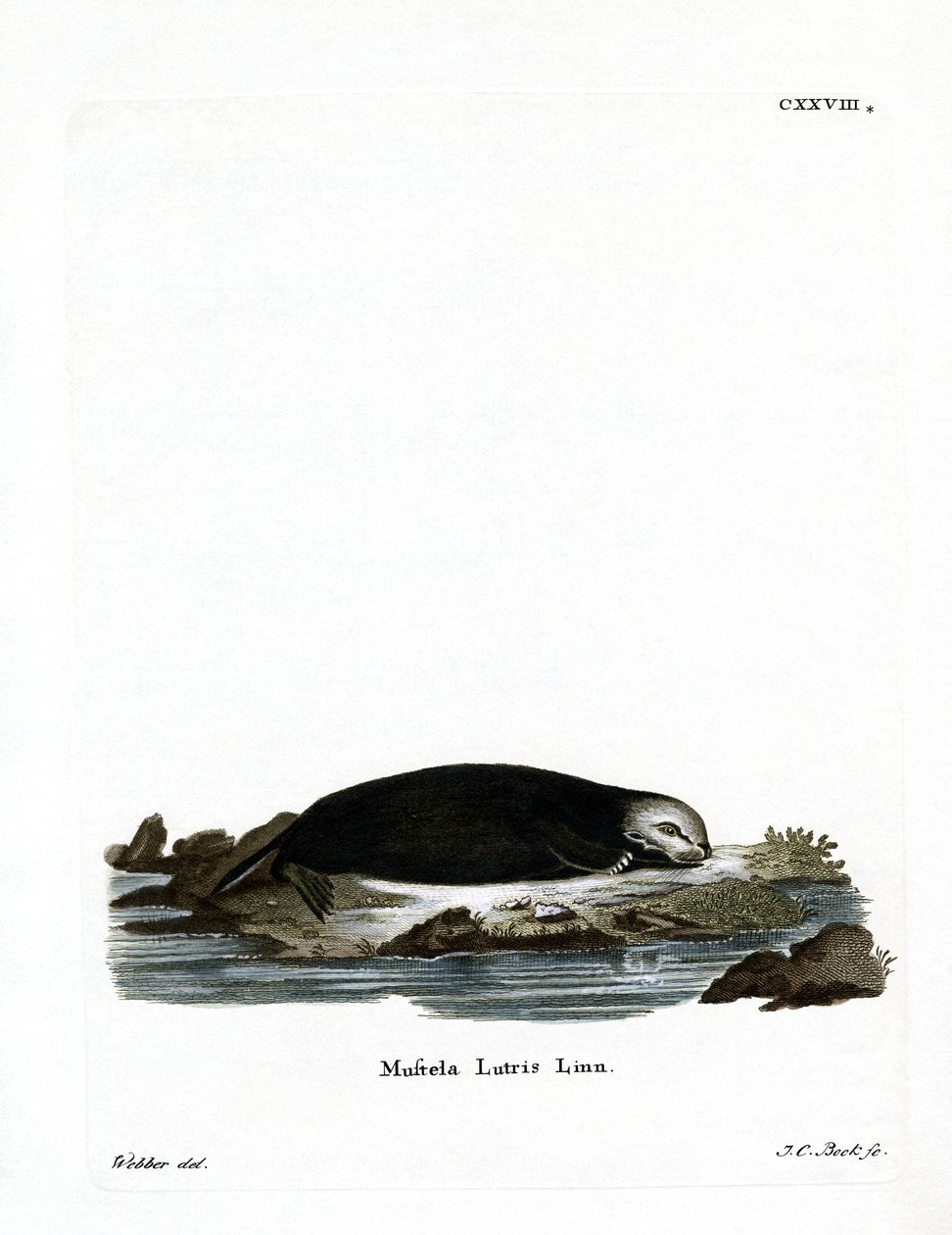 Deniz Otter (renkli gravür) by German School