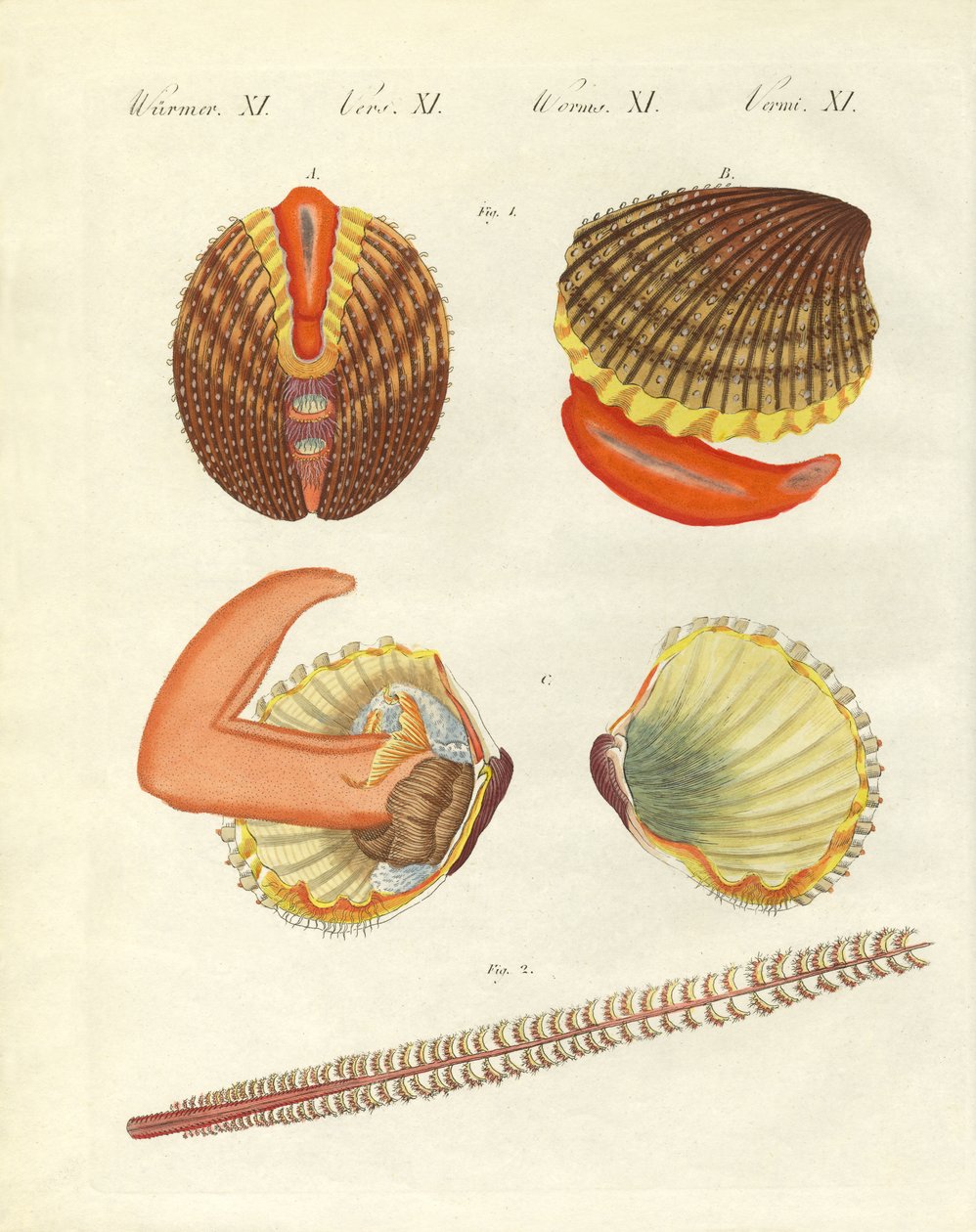 Deniz canlıları (renkli gravür) by German School