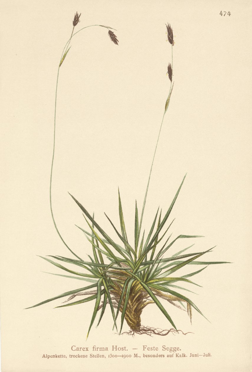Saz (Carex firma) by German School