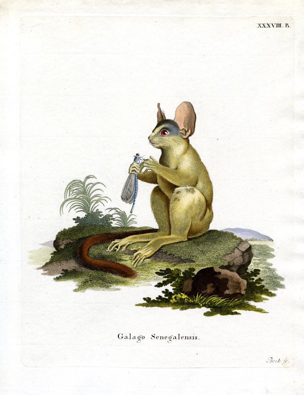 Senegal Bushbaby (renkli gravür) by German School