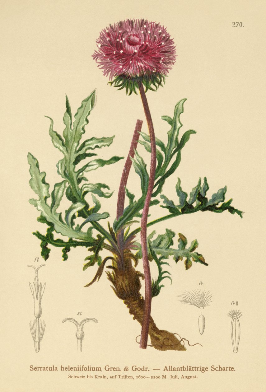Serratula (Serratula heleniifolium) by German School