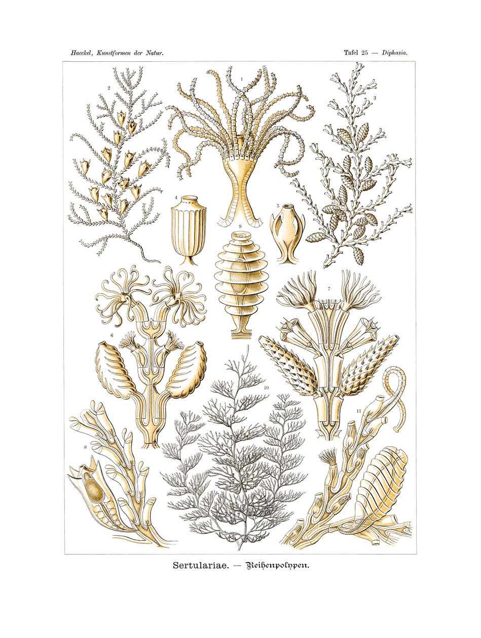 Sertularia, 1899-1904 by German School