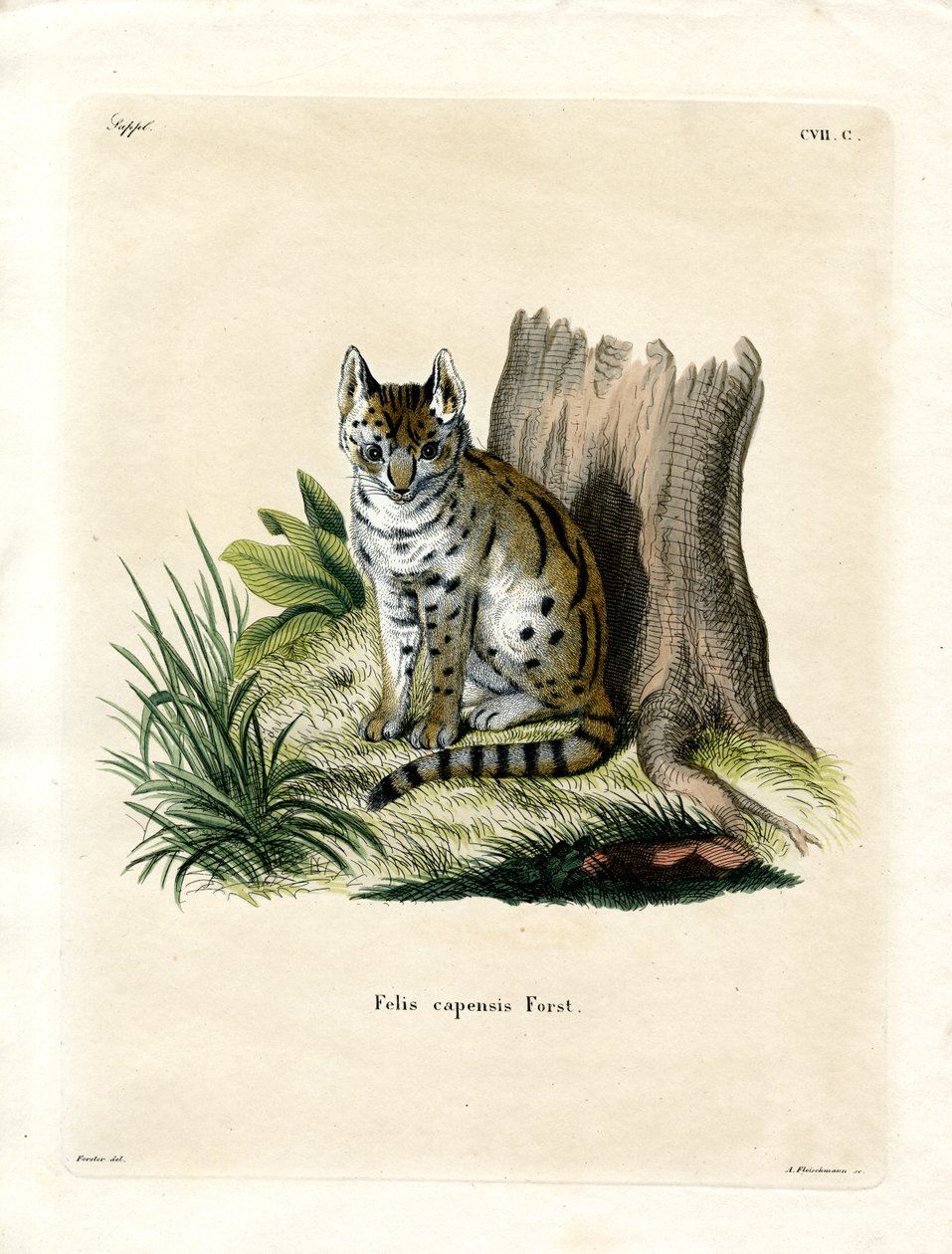 Serval (renkli gravür) by German School