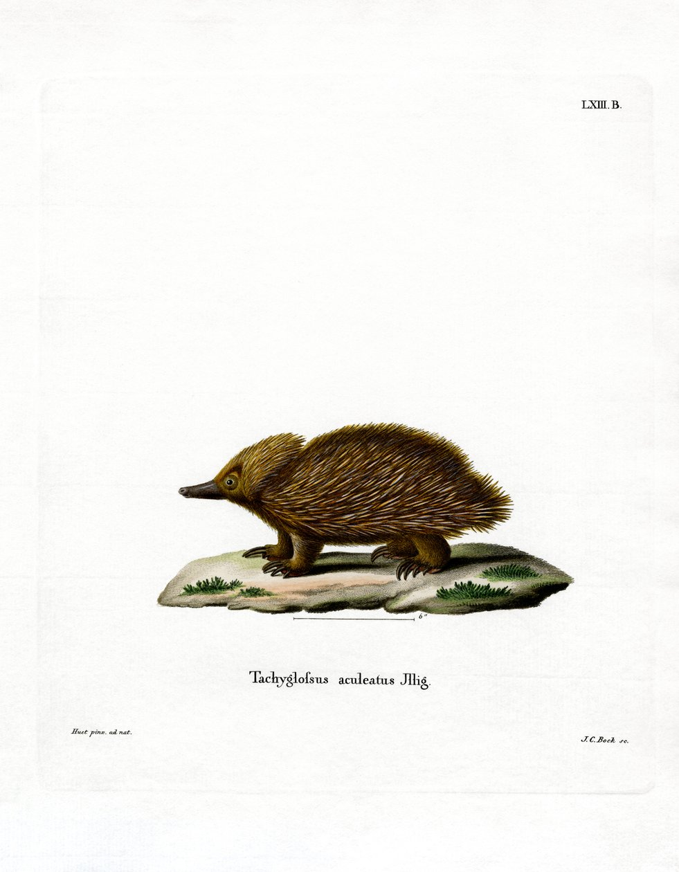 Kısa gagalı Echidna (renkli gravür) by German School