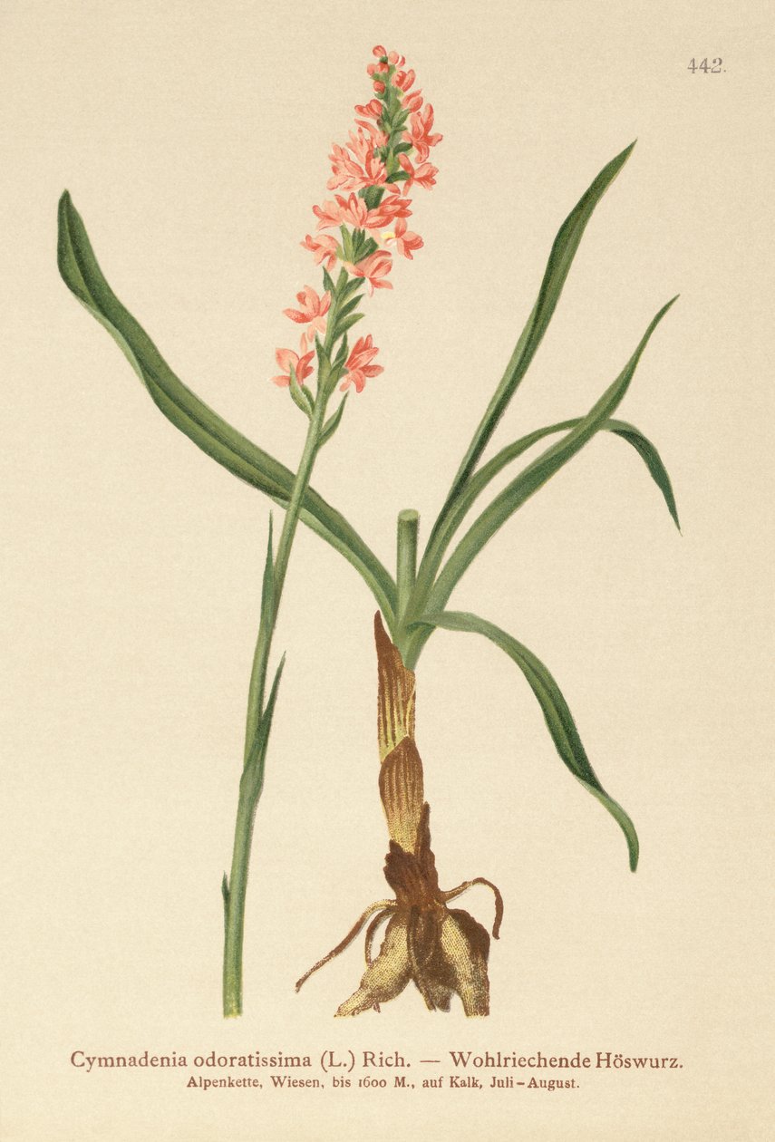 Kısa Mahmuzlu Kokulu Orkide (Gymnadenia odoratissima) by German School