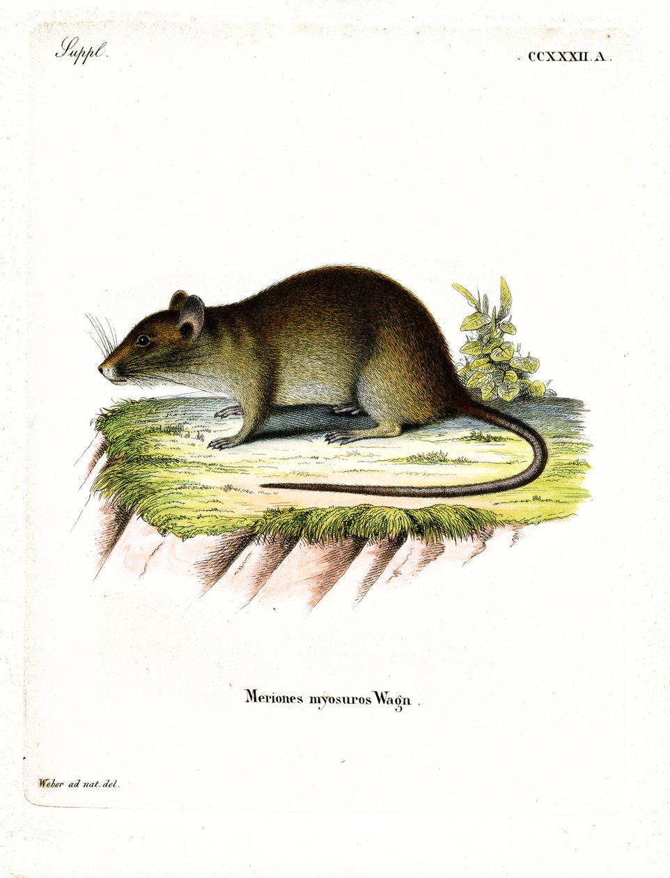Kısa kuyruklu Bandicoot Rat (renkli gravür) by German School