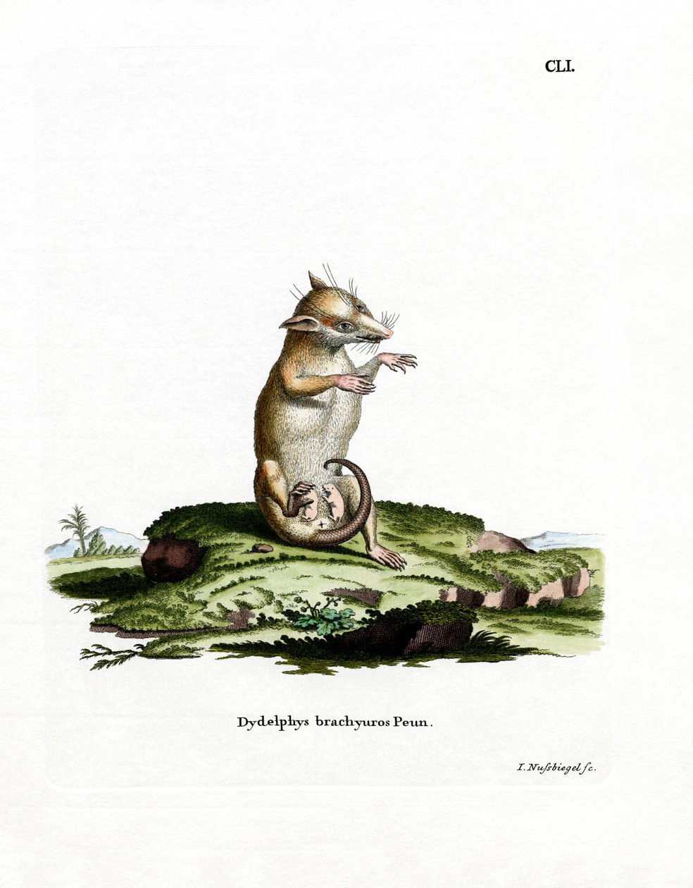Kısa kuyruklu Opossum (renkli gravür) by German School