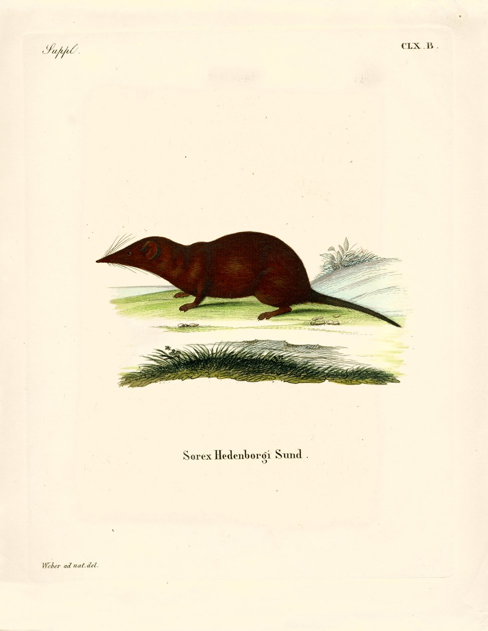 Shrew (renkli gravür) by German School