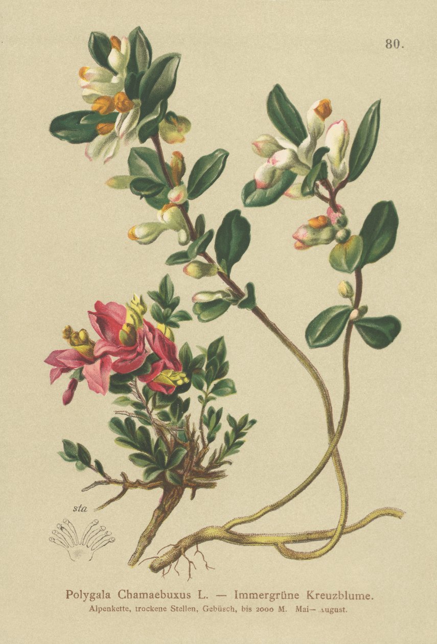Çalı Süt Çorbası (Polygala Chamaebuxus) by German School