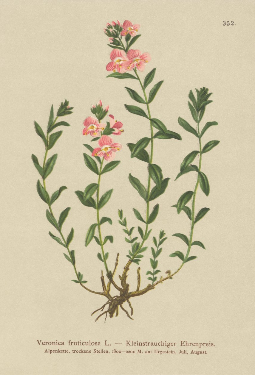Çalı Speedwell (Veronica fruticulosa, Veronica frutescens) by German School