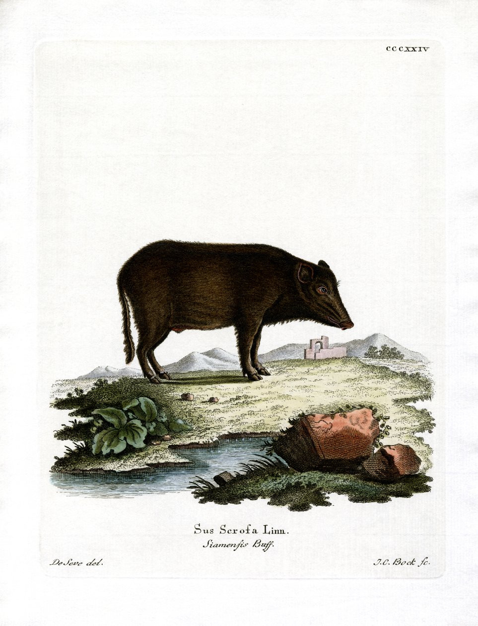 Siyam Yaban Domuzu (renkli gravür) by German School