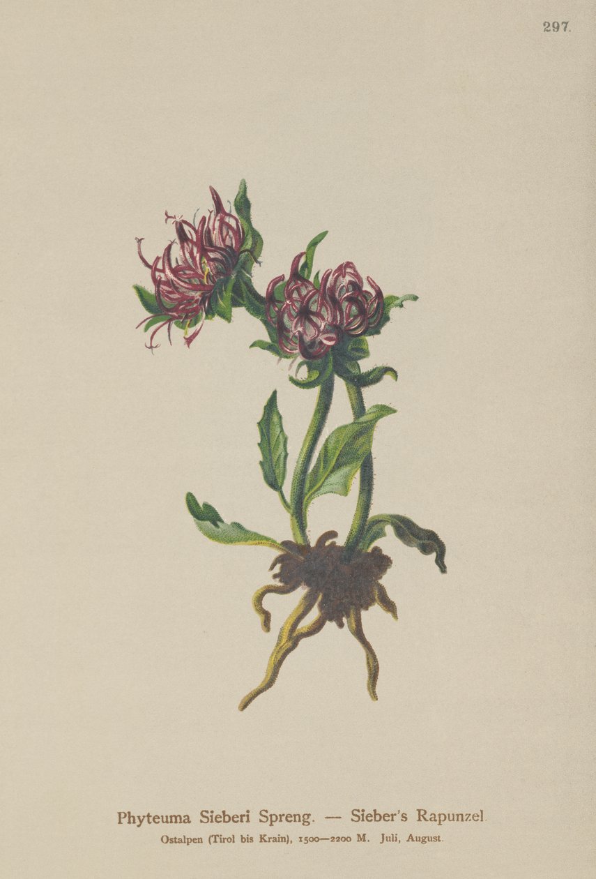 Siebers Rampası (Phyteuma Sieberi) by German School