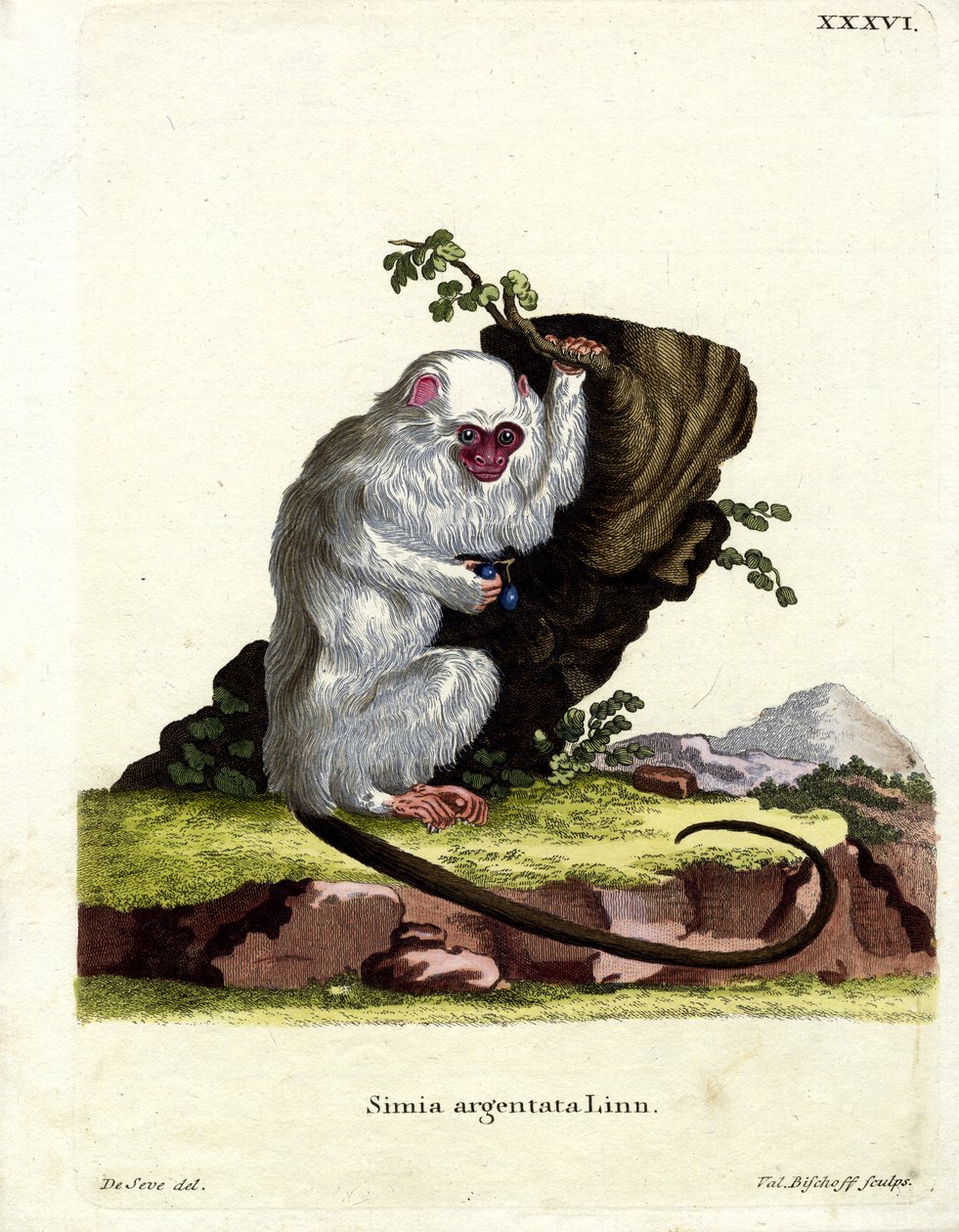 Simli Marmoset (renkli gravür) by German School