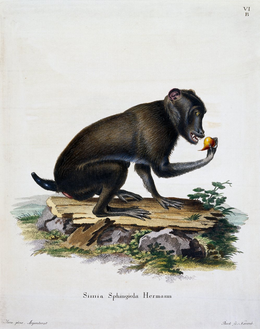 Johann Christian Daniel von Schreber (1739-1810), IC Bock, Almanya tarafından oyma by German School