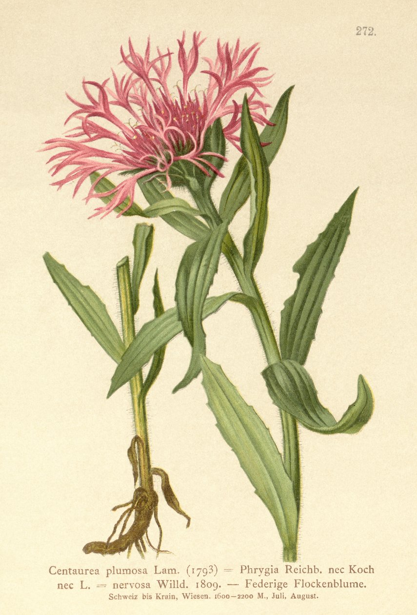Tek Çiçek Knapweed (Centaurea plumosa, Centaurea Phrygia, Centaurea nervosa, Centaurea uniflora) by German School