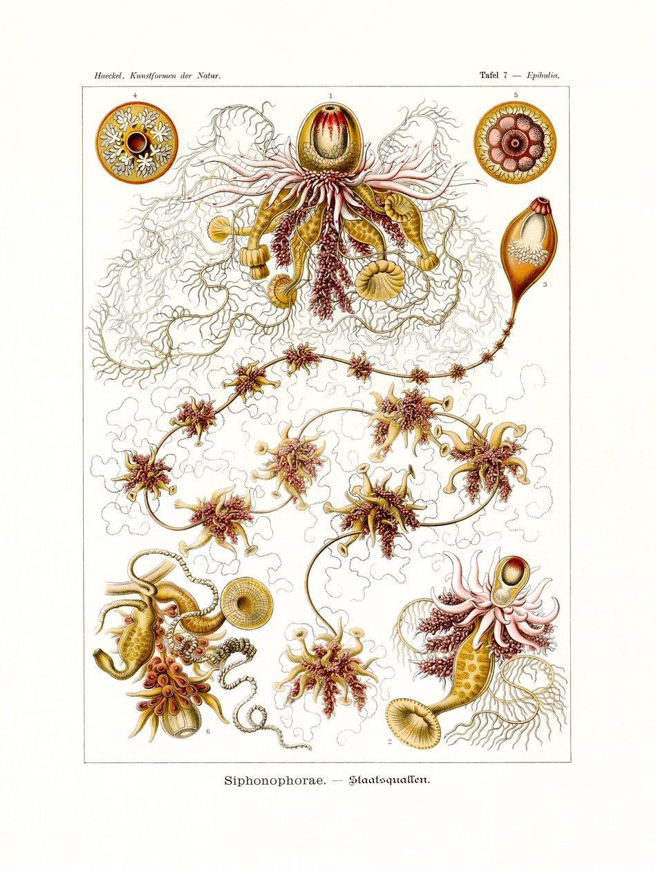 Sifonofor, 1899-1904 by German School