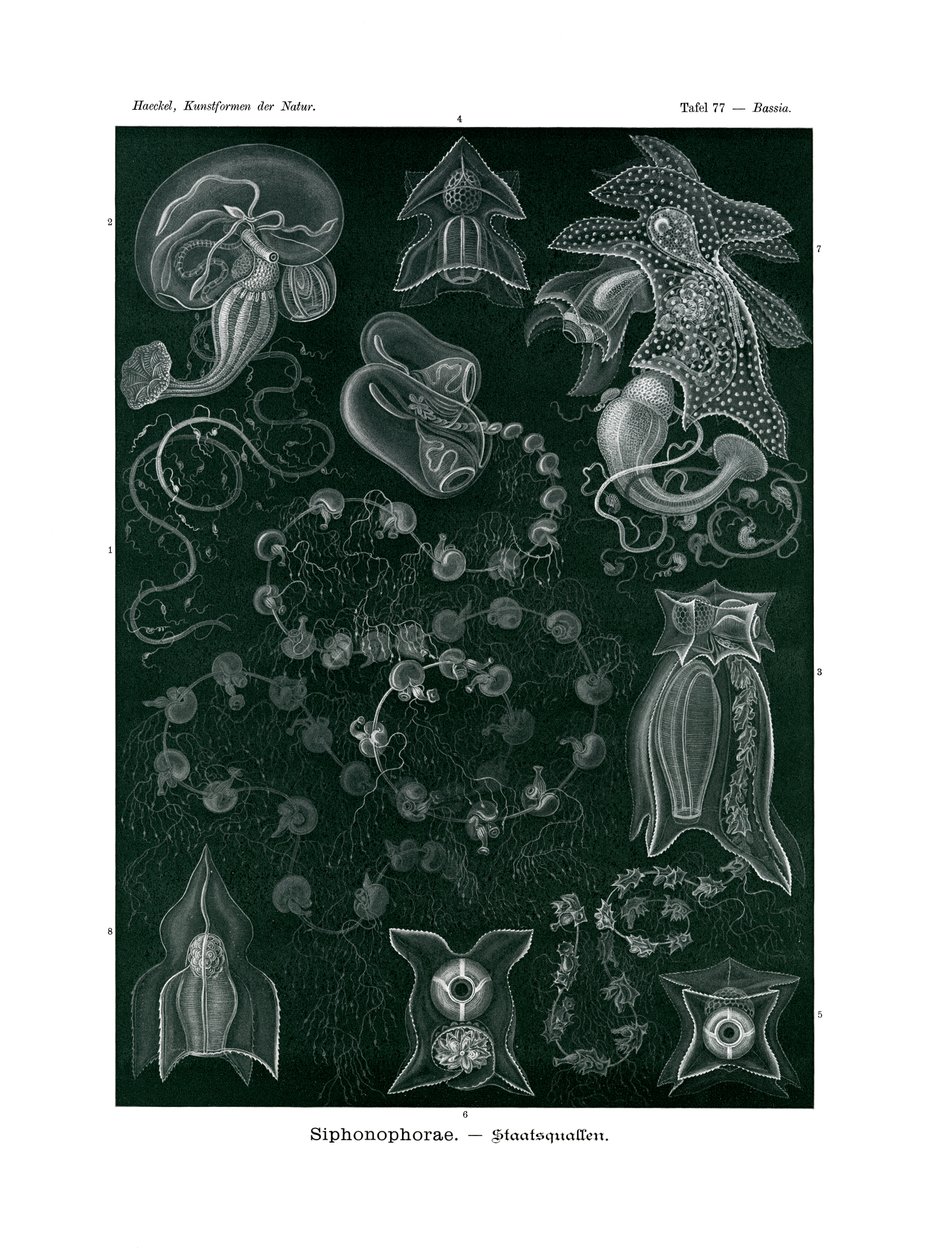 Sifonofor, 1899-1904 by German School