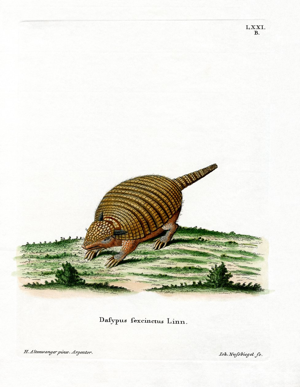 Altı bantlı Armadillo (renkli gravür) by German School